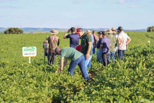 Inova&ccedil;&atilde;o no Campo: CAMISC e Embrapa lan&ccedil;am novas cultivares de feij&atilde;o